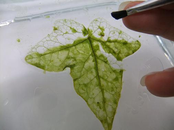 Flip the leaf over and clean the other side