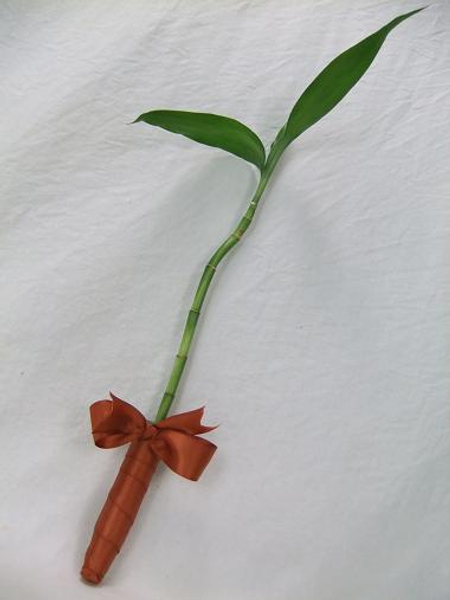 Lucky Bamboo or Ribbon Dracaena stem wrapped with ribbon.