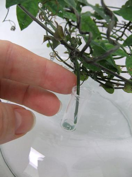 Bend the vine stem and place it in a test tube