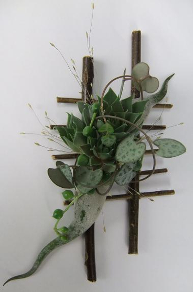 Senecio Rowleanus  - String of Beads, String of Pearls