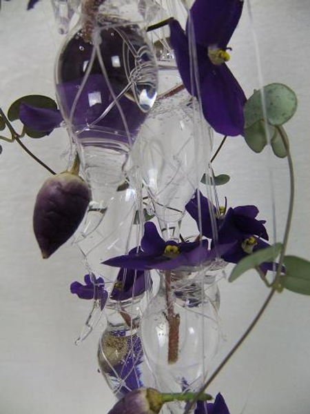 Saintpaulia - African violet
