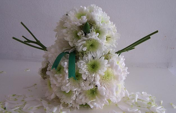 Chrysanthemum Snowmum