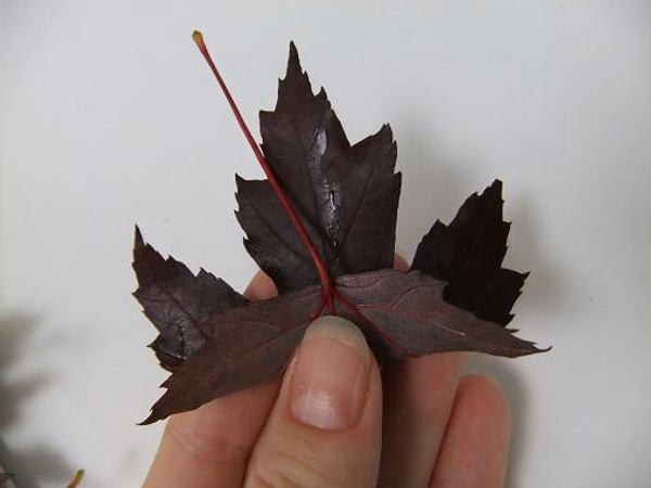 Fold the leaf and stem up.jpg