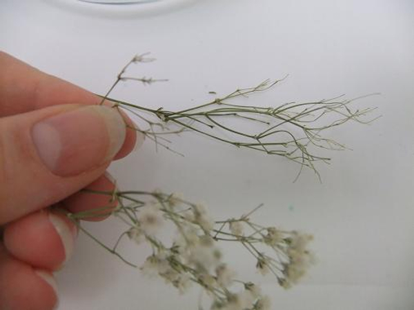Remove the gypsophila flowers from their stems.