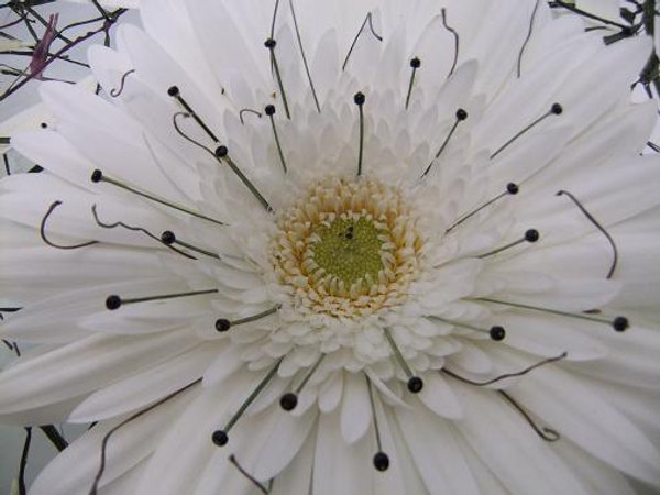 Gerbera Daisy