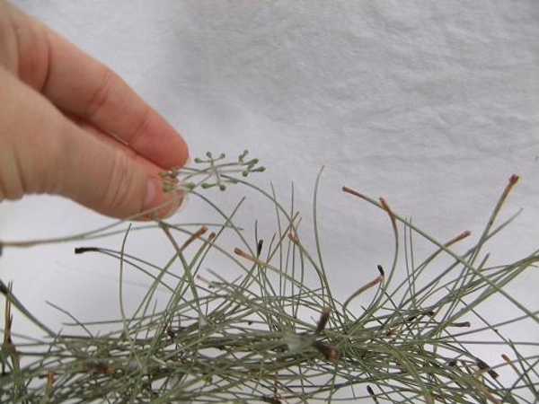 Glue the light Eucalyptus snow flakes to float on the pine needles Glue the light Eucalyptus snow flakes to float on the pine needles