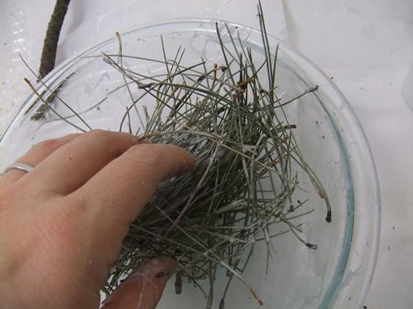 Mix the glue and pine needles
