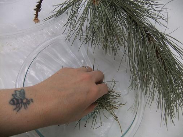 Place dry pine needles in a bowl