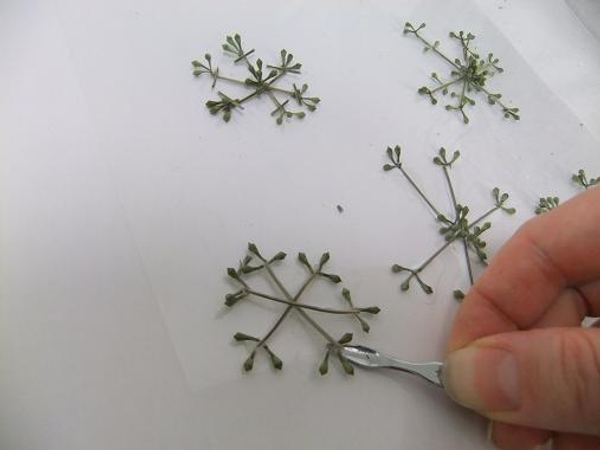 When completely dry lift the snow flake from the plastic