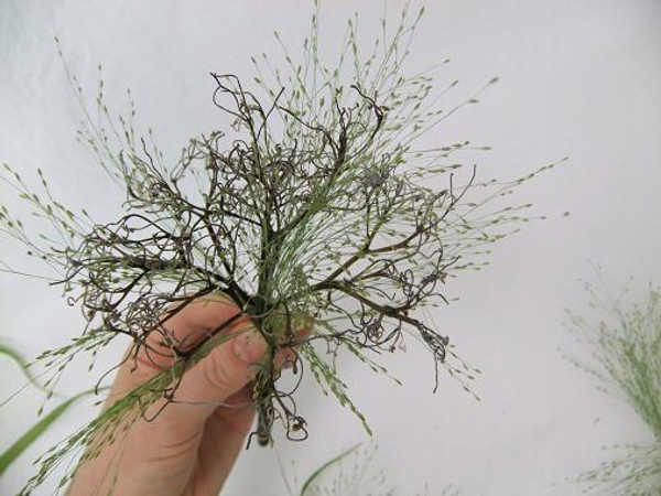 Separate bits of grass and thread through the dried mop head