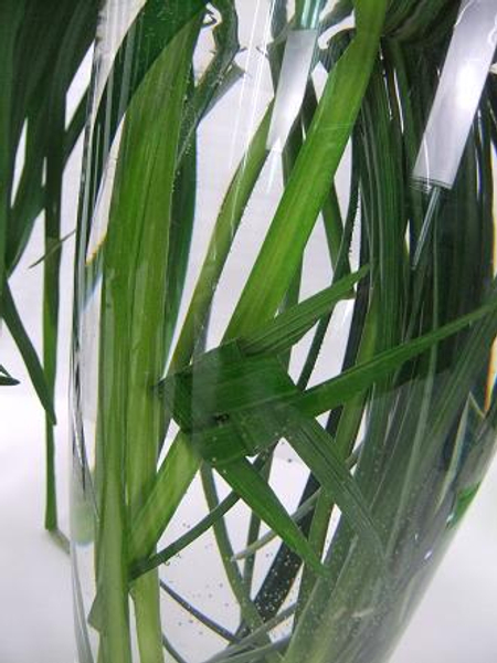 Wrap and fold two blades of grass to shape the fish