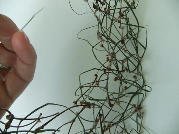 Continue to loosely weave the flax through the stems