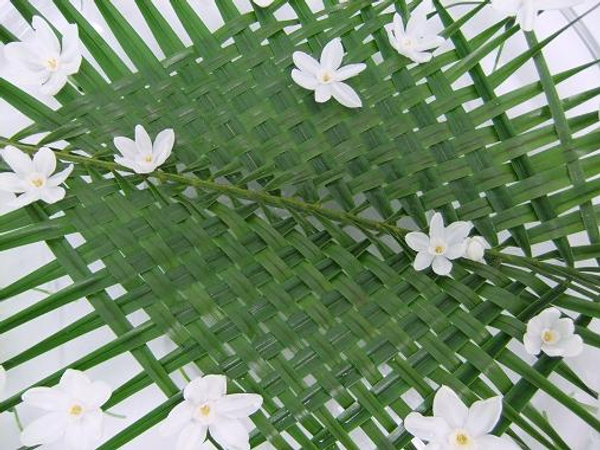 Paper whites floating on palm leaves 