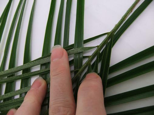 Start to weave the leaves