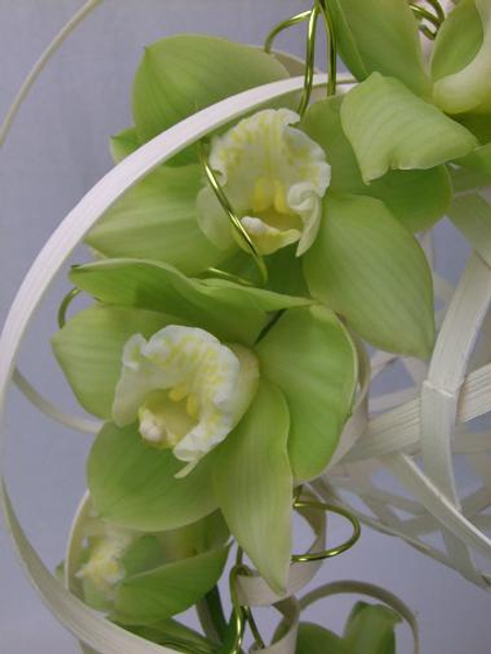 Beautiful green Cymbidium orchids