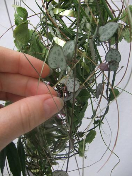 Add the rosary vine, more ripped grass and hydrangea flowers