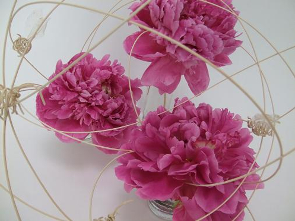 Rattan bees zoom around fragrant pink peonies