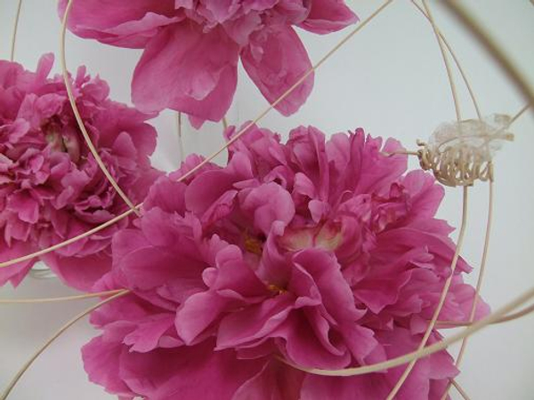 Paeonia - Chinese peony, peony or paeony