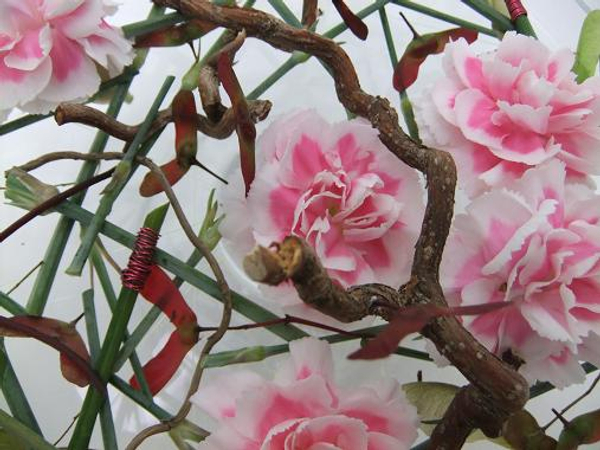 Dianthus - Pink, Carnation, Clove Pink, Chinese Pink