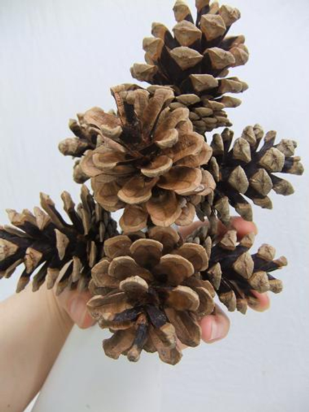 Tutorials - Pinecone and delphinium table top tree