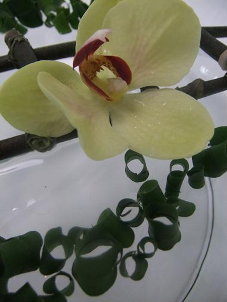 Phalaenopsis orchid resting in shallow water