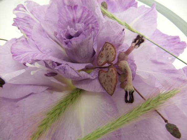 Gladiolus composite flower