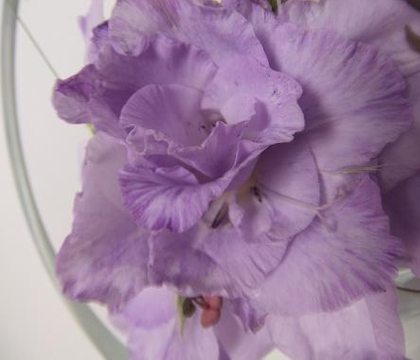 Longer lasting Gladiolus Composite Flower