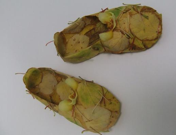 Autumn leaf ballet slippers