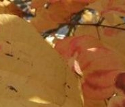 All that glitters is gold