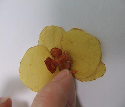 Make a Phalaenopsis Orchid from autumn leaves