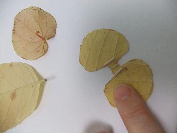 Glue two tiny stems to the underside of the petal leaves. Glue two tiny stems to the underside of the petal leaves.