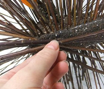 Spiny Twig Porcupine Armature
