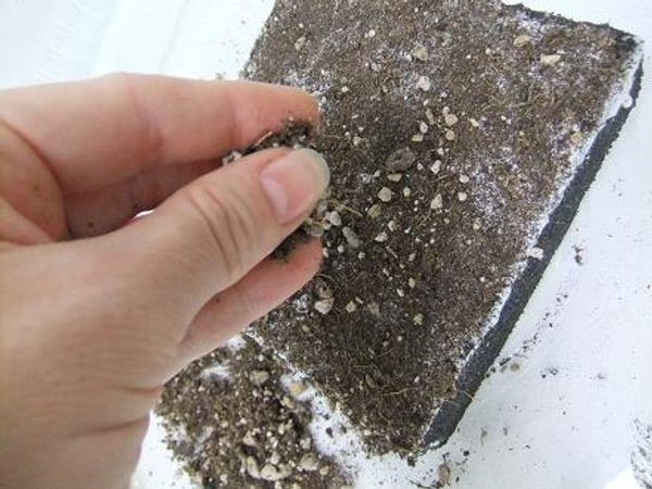 Sprinkle all four sides with potting soil