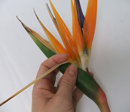 Helping Strelitzia flowers to fan open