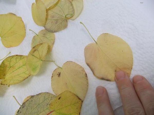 Wash and dry a few autumn leaves