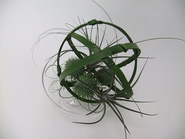 Aerophytes and ornamental Cucumis with ripped leaves on a cake stand