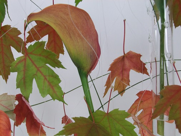 Autumn leaf design