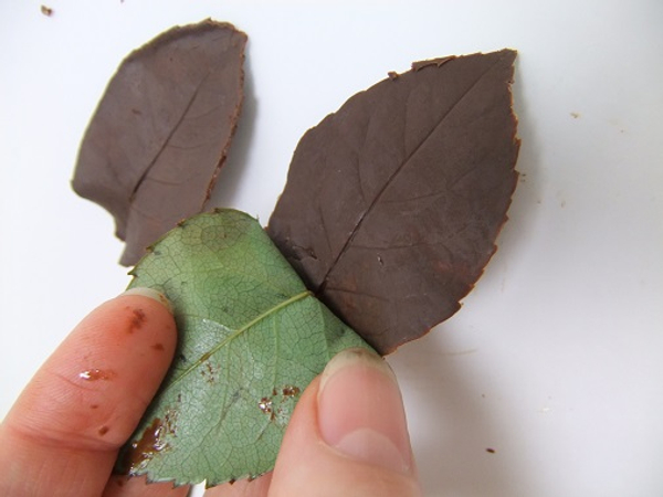 Chocolate leaves ready to design with.