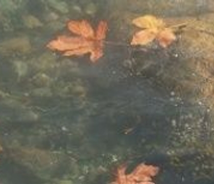 As the leaves melt away