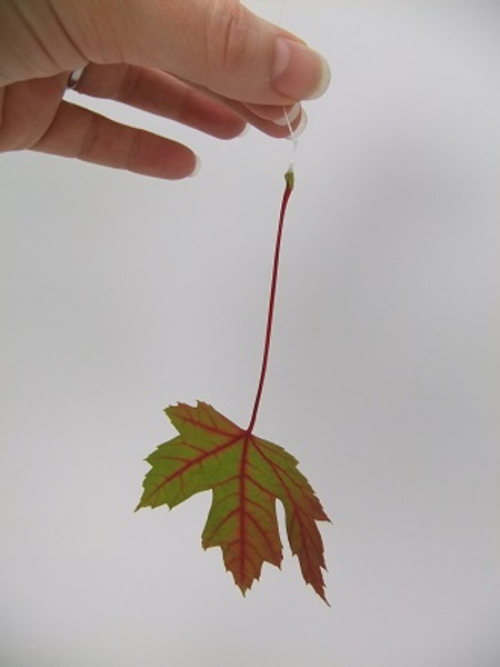 This gives the leaf a straight but natural fall This gives the leaf a straight but natural fall
