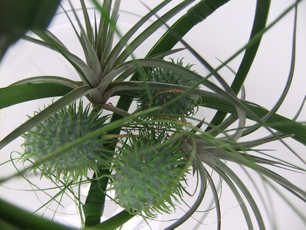 Tillandsia and ornamental cucumbers