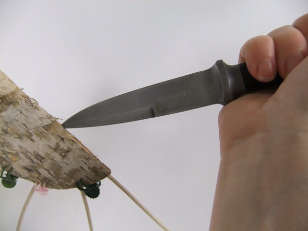 Use your knife to pierce s hole right in the muddle of the fold side of the bark