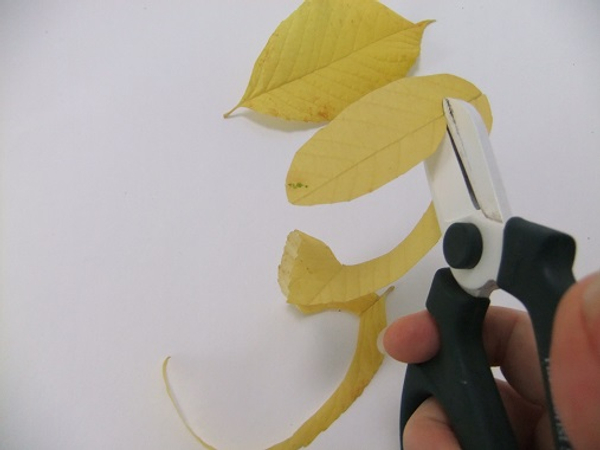Continue to cut the leaf smaller