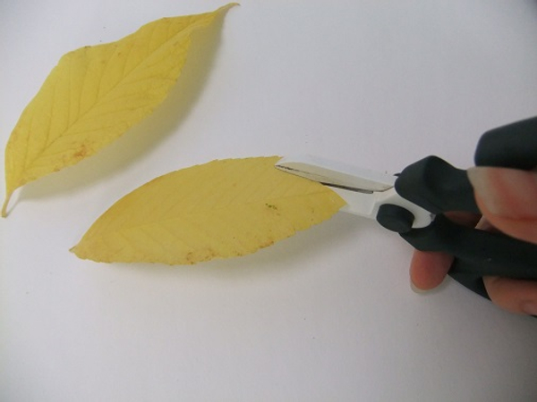Cut into the leaf from the tip