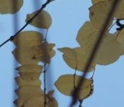 This is the Fragrance of November