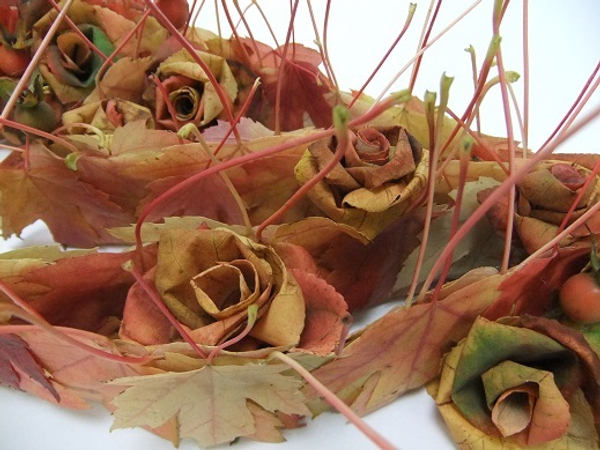 Fall foliage roses