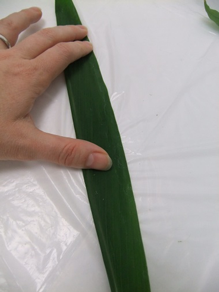 Fold the leaf over and press flat to secure the glue