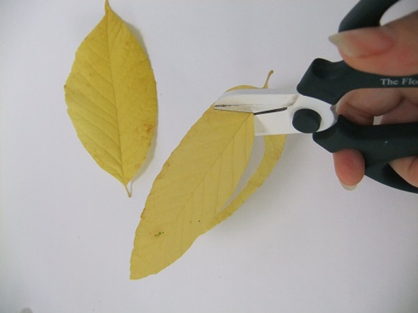 Follow the shape of the leaf