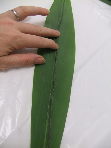 Glue a wire down the length of the leaf