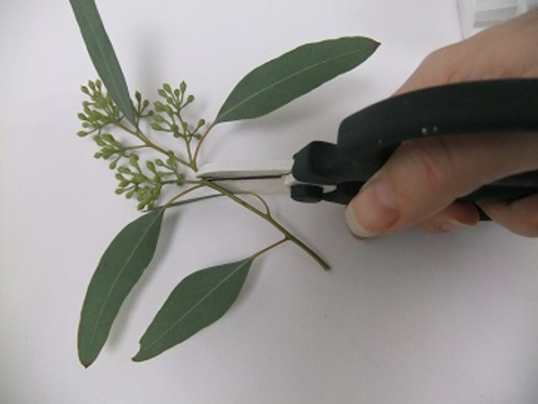Cut the side stem from the main stem